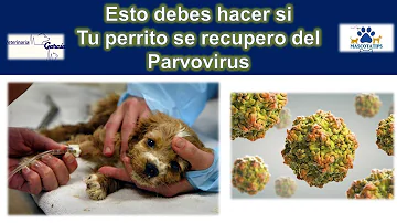 ¿Qué probabilidades tiene un perro de sobrevivir al parvo?