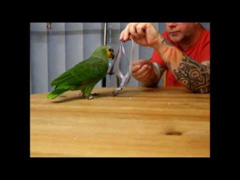 Video: Hur Man Badar En Papegoja