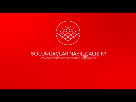 Video: Balıklarda Çevresel Solungaç Bozuklukları