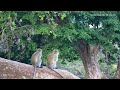 🔴 LIVE African Safari | 6 Maasai Mara Wildlife Cameras | Kenya 24/7