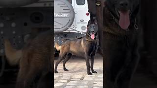 Belgian Malinois — Built for Discipline BelgianMalinois #DogTraining #WorkingDog #K9 #Discipline