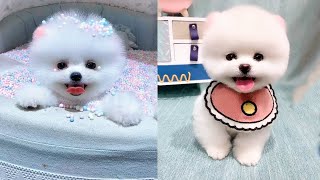 Funny and Cute Dog Pomeranian 😍🐶| Funny Puppy Videos #251 by PiPe Cute 2,545 views 2 years ago 8 minutes, 39 seconds