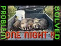 Raccoon Problem...Solved in One Night