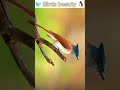 Animal Lovers|beautiful birds|#shorts #birdslover #viral