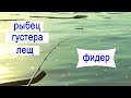 Фидер на реке с сильным течением. Отлично половил на фидер рыбца и густеру. Фидерная ловля в Кубани