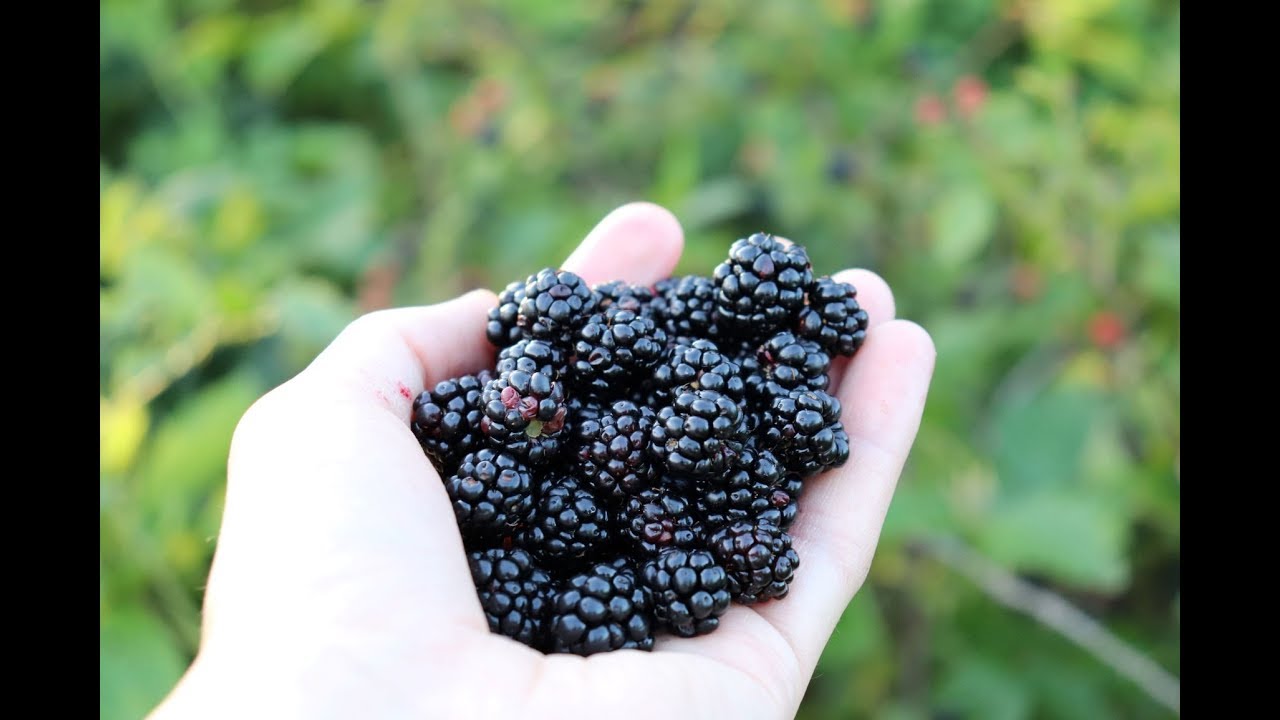 Wild Blackberry Jam - Picking and Preserving