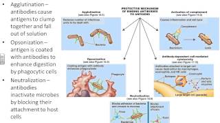 Dr. Parker's Microbiology Chapter 17 - adaptive immunity