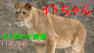 イトちゃんに大興奮するカミ君（笑）いきいきイトちゃん✨　11月26日放飼場　【クレイとイトの美しき日々14】