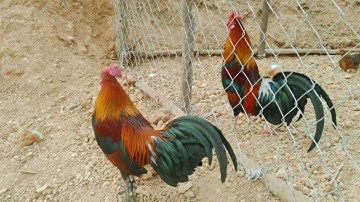 leej twg xav tau qaib dib hu kuv nawbq