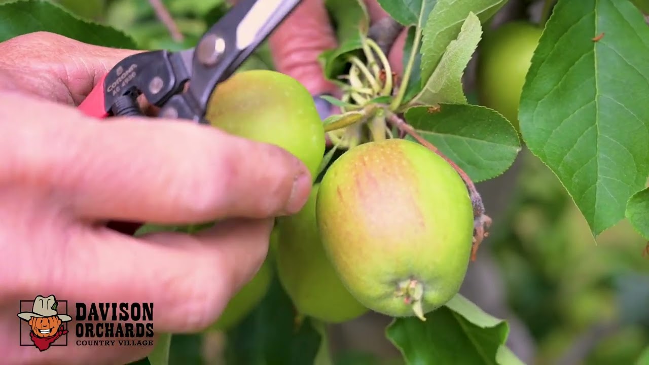 Farming Techniques: Fruit Thinning