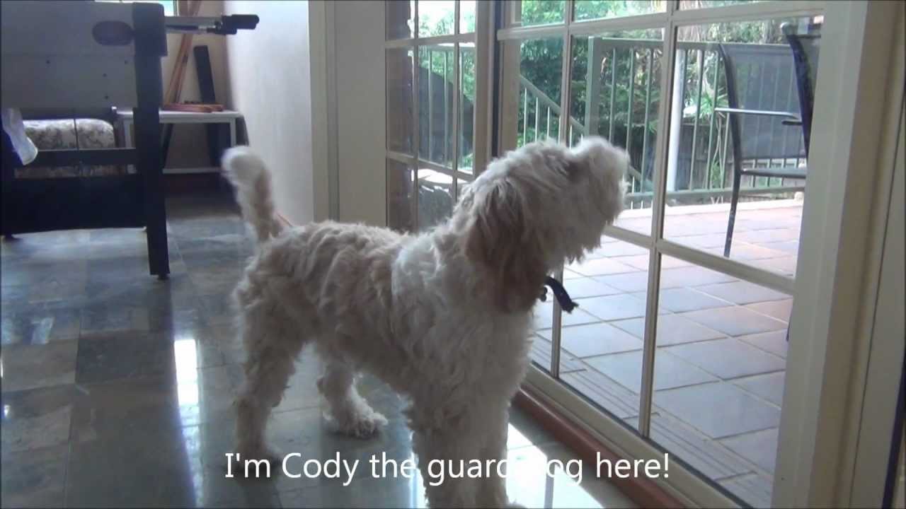 Cody The Cavoodle Guard Dog