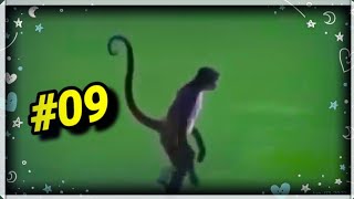 ▶️🐒MELHORES MEMES DO MACACO MADLIPZ DO WHATSAPP | MAIO DE 2022 - JN SILVA