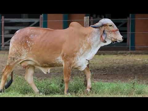 Lote 35 - RBBG984