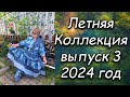 Летняя коллекция выпуск 3 2024 год