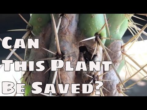 Video: Fungal Diseases Of Barrel Cactus: Lär dig om Pythium Rot Symptom and Control