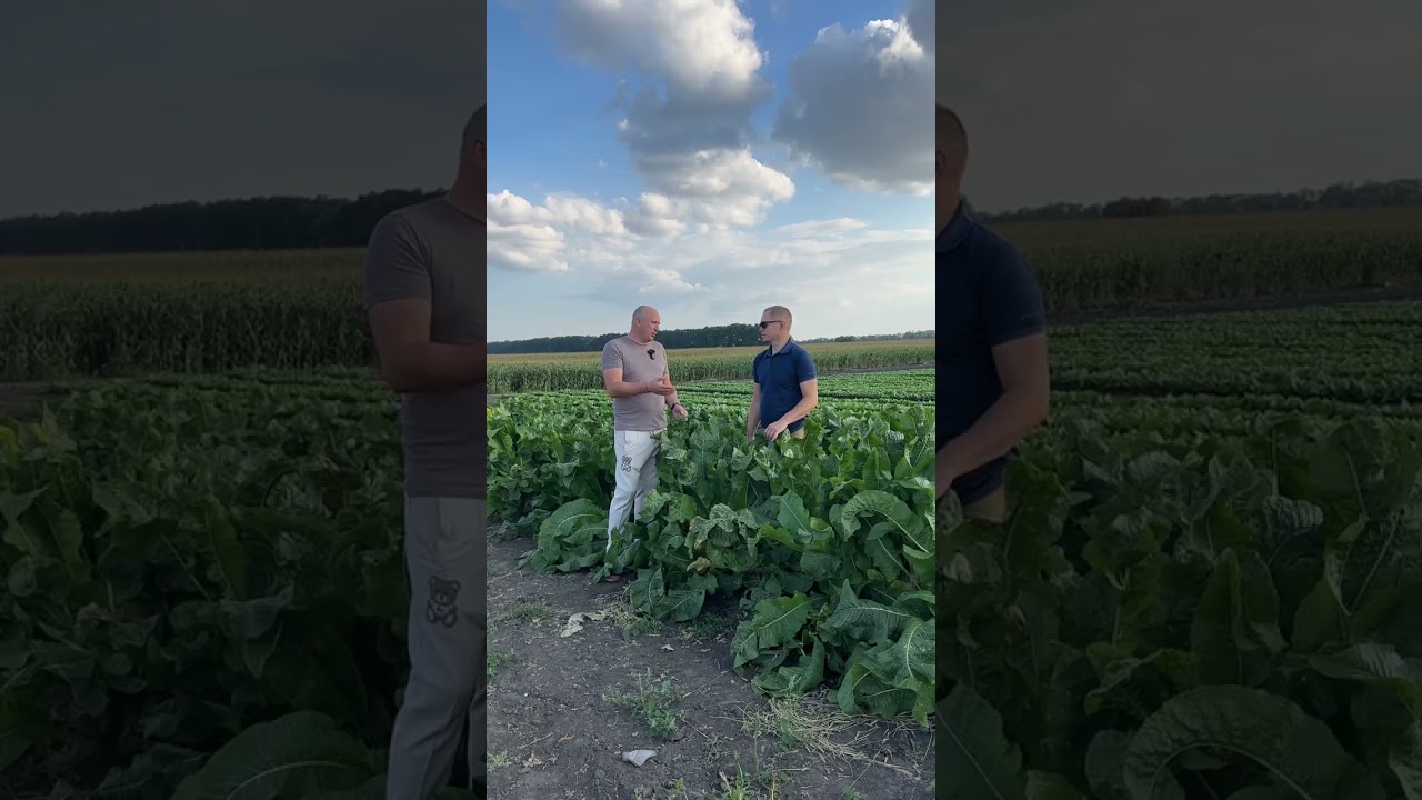 Перспективи селекції та вирощування хріну в Україні.