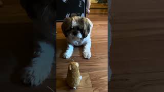 Teddy & Hammy (his fav stuffy)