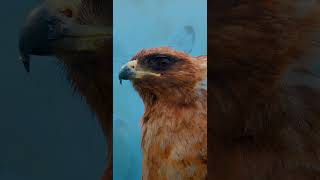 OLED TEST 4K HDR Dolby Vision | 4K Video ULTRA HD 120fps