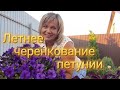 🌺Черенкуем петунию летом. Мой любимый способ.