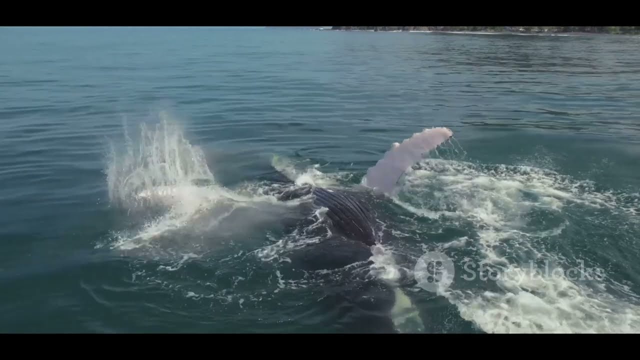 What Are Whales and How Do They Communicate? 🐋 Fascinating Whale Facts for Kids!