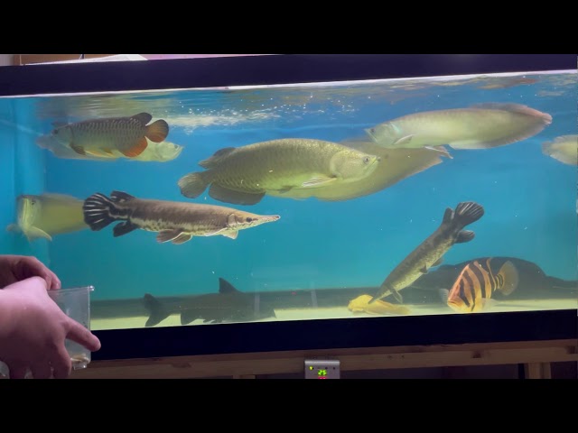 日本最大級】ノーザンバラムンディが居る混泳水槽に冷凍ワカサギをあげ