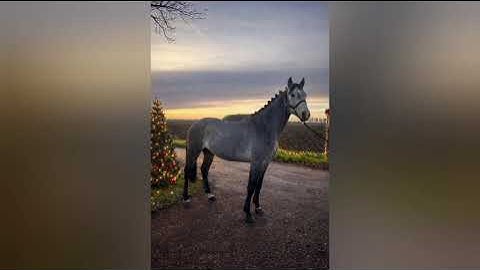 DHT 27-12-2025: Sauzon N, stallion, 2022 by Tangelo vd Zuuthoeve