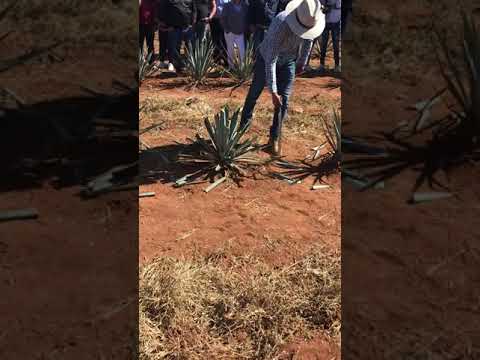 Cortando planta Agave para tequila