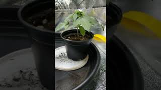D28 from seed Slurricane random Genetics bag seeds