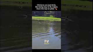 Chickens Can Fly… They Just Don’t Wanna! 🐔✈️ | FACTVERSE | #chicken #birds #fly Net Worth