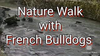Nature walk with French Bulldogs