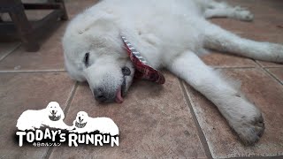 足が汚れているので家に入れないルンルンです　Great Pyrenees　グレートピレニーズ