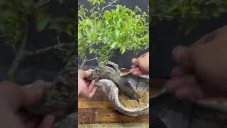 This Cliff Rock Tree Became a Unique Bonsai