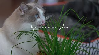 my cat is obsessed with cat grass and they are so cute | minneesday by minneesday 471 views 3 years ago 3 minutes, 1 second