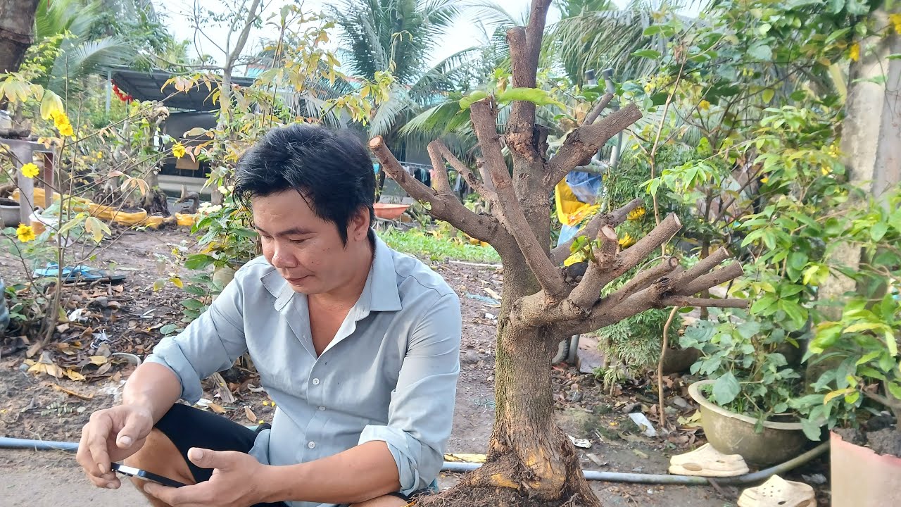 mai vàng  cuối  lô  nhanh nhanh nhanh