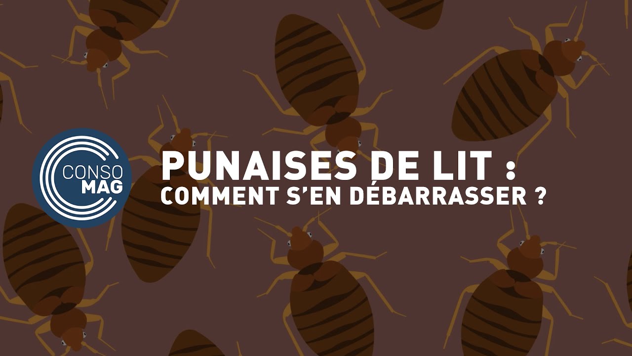 Pourquoi il ne faut pas utiliser d'insecticides contre les punaises de lit  - AlloDocteurs