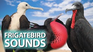 5 Frigatebird species and their sounds - Frigatebirds of the family Fregatidae by Birds & Sounds of Nature 393 views 6 months ago 4 minutes, 29 seconds