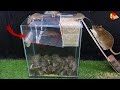 Mouse Trap / Simple with rice husks to catch mice effectively / Latest glass box mouse trap