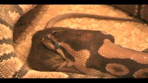 Ball Python Feeding Video #2