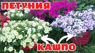 Хотите Шикарную Петунию На Даче? / Это Легче, Чем Вы Думаете / Сажайте Правильную Петунию