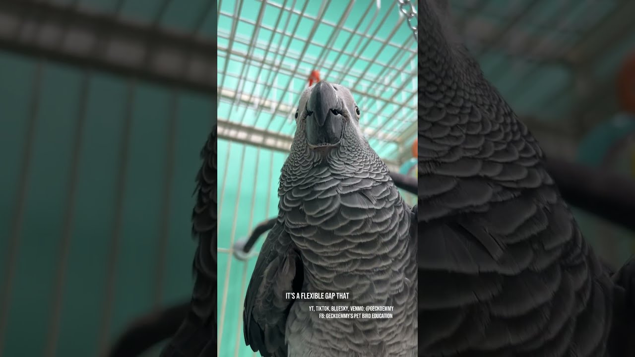What Is The Hole Underneath A Parrot S Lower Beak Let Talk About Interramal Space