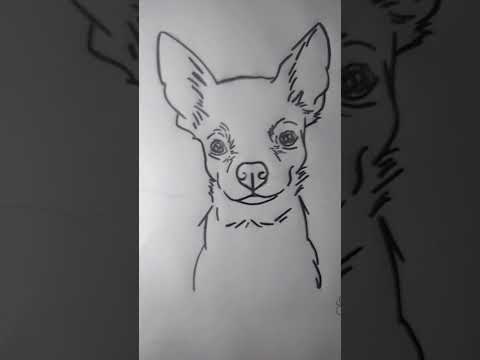 #foryou #drawing #amodesenhar #fyp #pinscher #pinterest #viral #cachorro