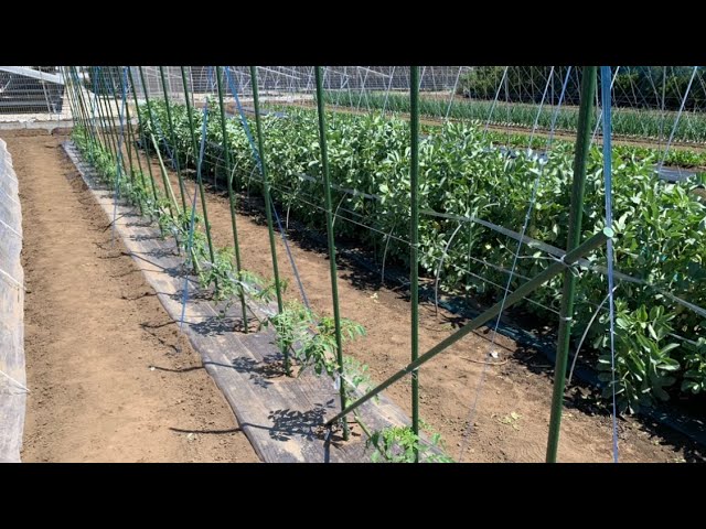 大玉トマトの露地栽培 風に強い支柱の立て方 5 9 Youtube