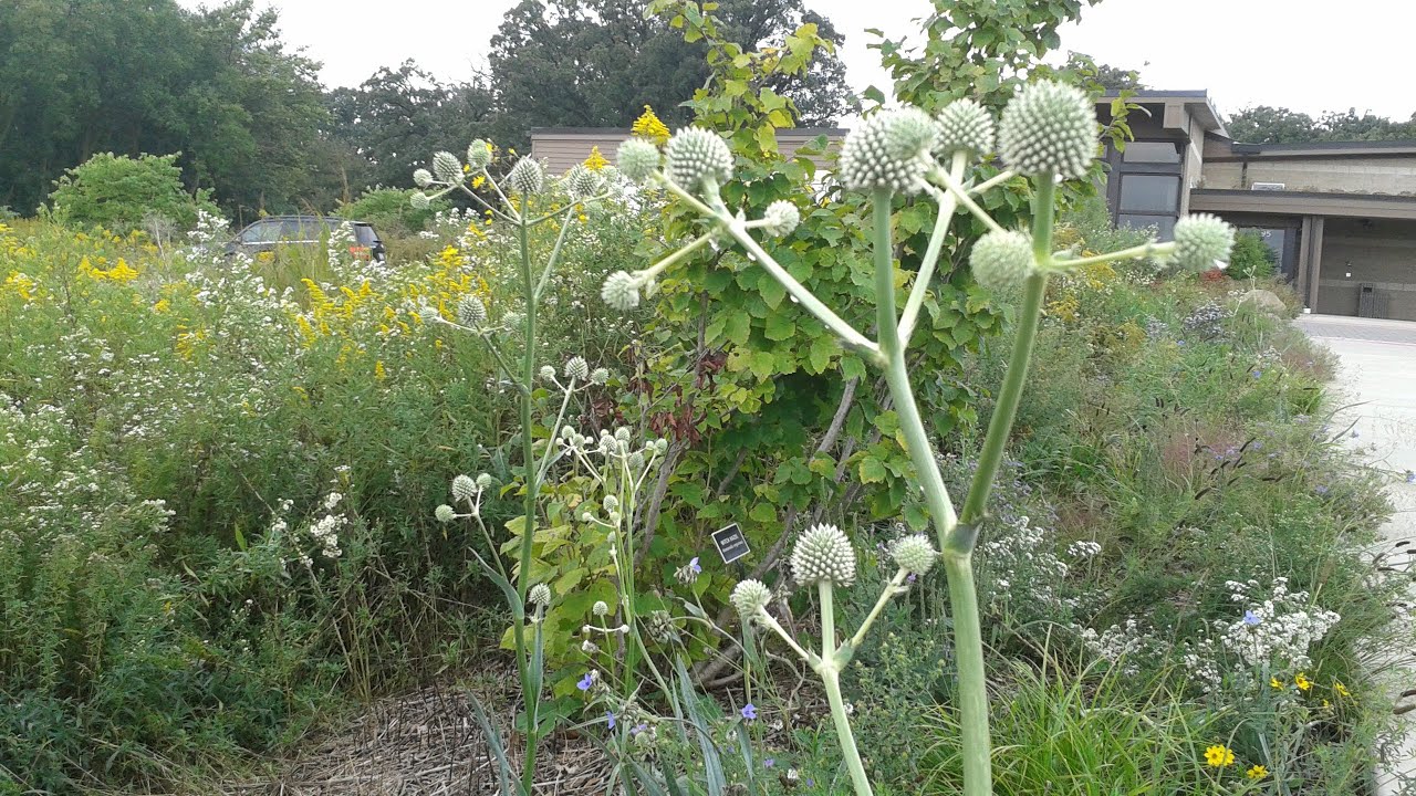 Rattlesnake Master Plant Profile - YouTube