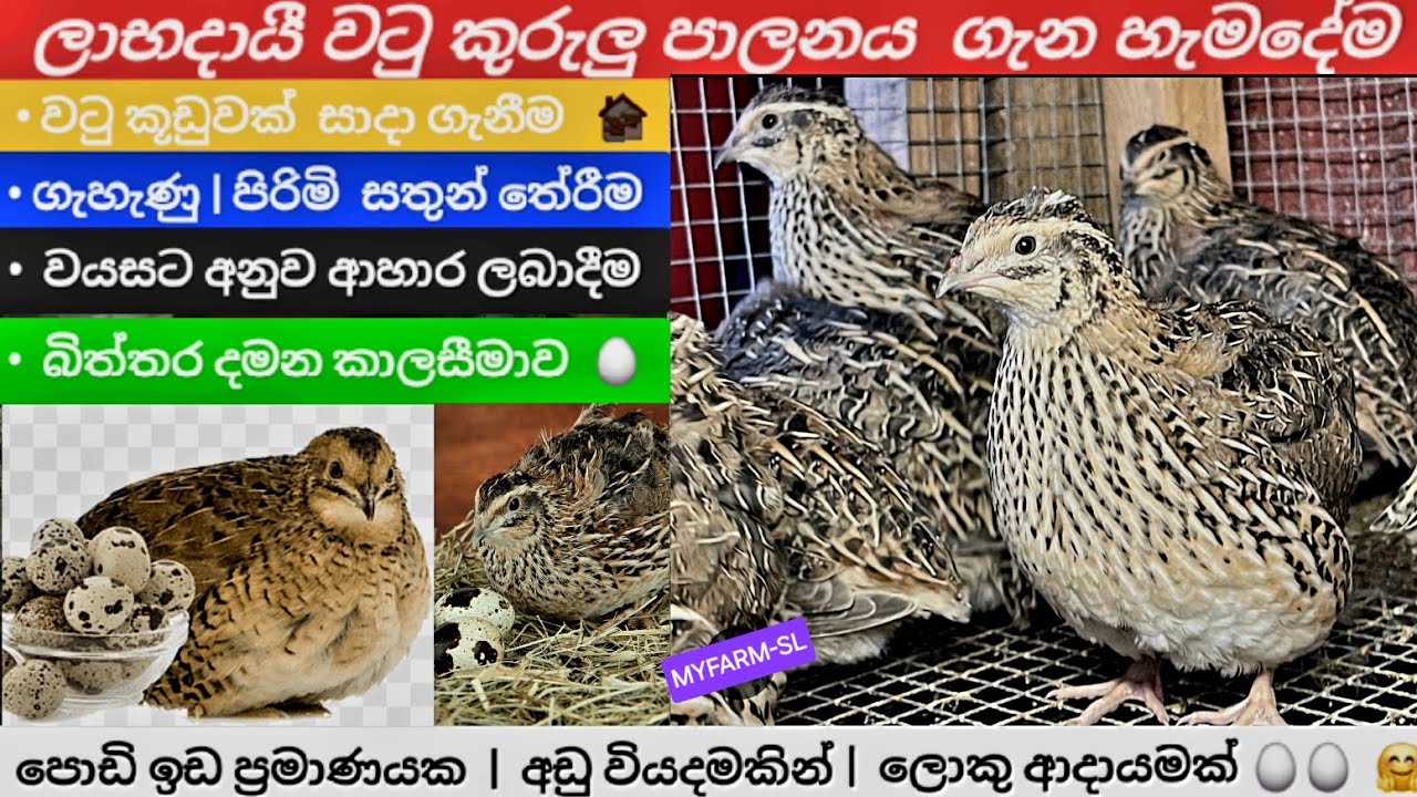 වටු පාලනය ගැන කෙටියෙන් ඔක්කොම🐥 | Quail farming srilanka #profitabalquails  #profitable_farming #agro
