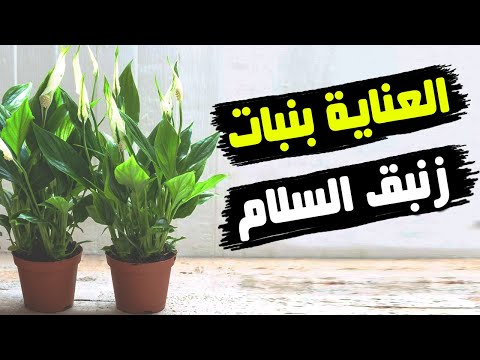 فيديو: كيفية استخدام أدوات Dremel (بالصور)