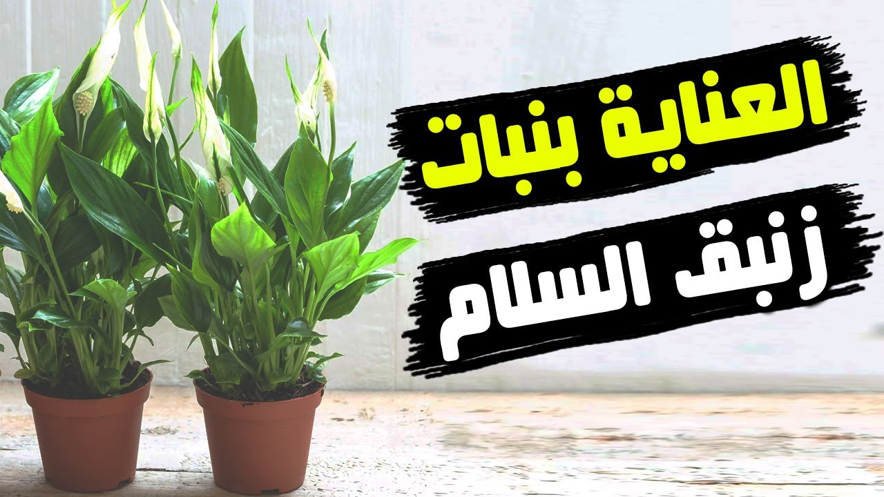 نبات زنبق السلام بيموت عندك؟ هقولك ازاي تعتني بيه بشكل صحيح (العناية بنبات زنبق السلام)