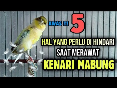 Video: Cara Membuat Poster (dengan Gambar)