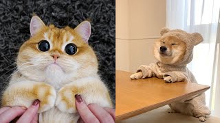 Cute Cats and Dogs Funny Video #228😂😂😂😂😂😂