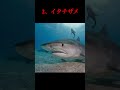 【閲覧注意】出会ったらヤバいサメ3選 #shorts