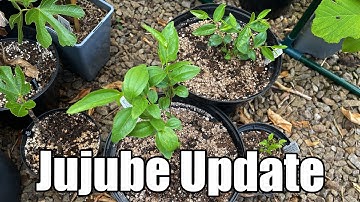 Jujube Trees Update (Ziziphus Jujuba) - Late May 2023